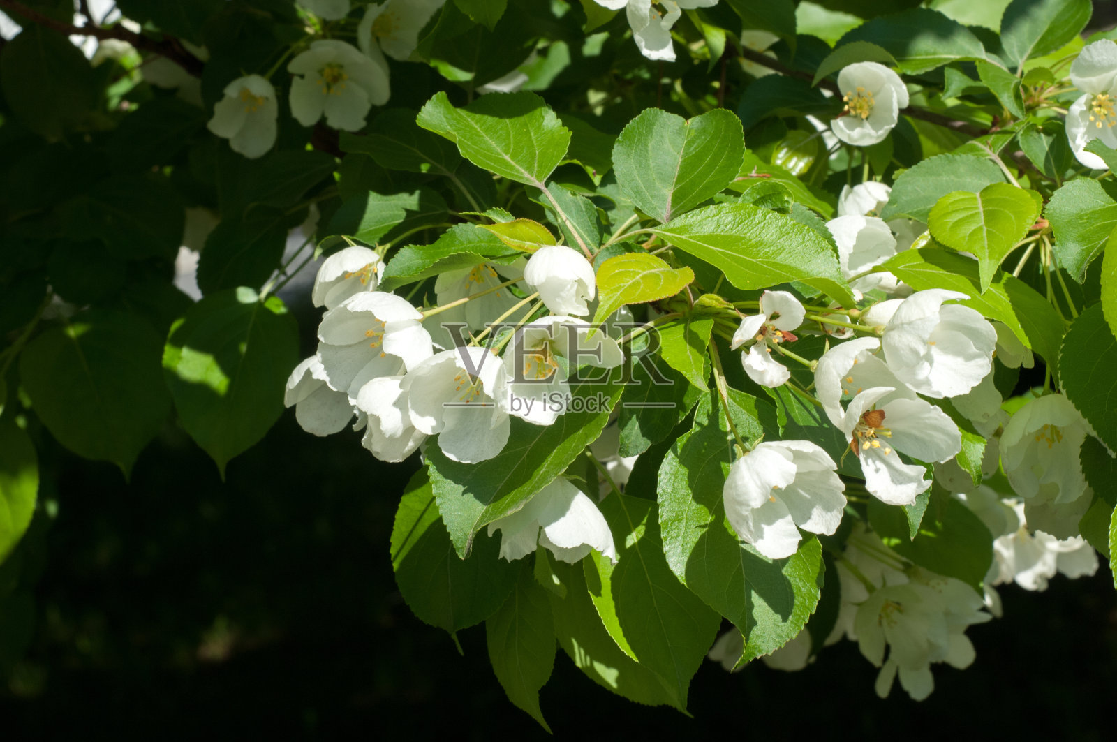 苹果的花。春天的花朵照片摄影图片