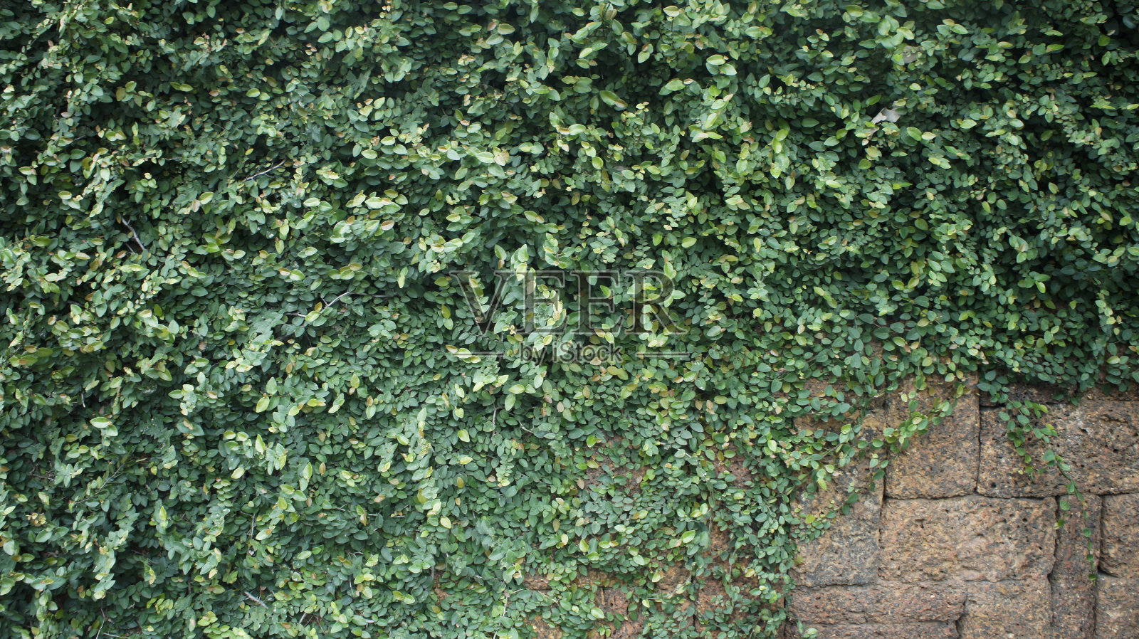 绿色的攀缘植物在砖上照片摄影图片