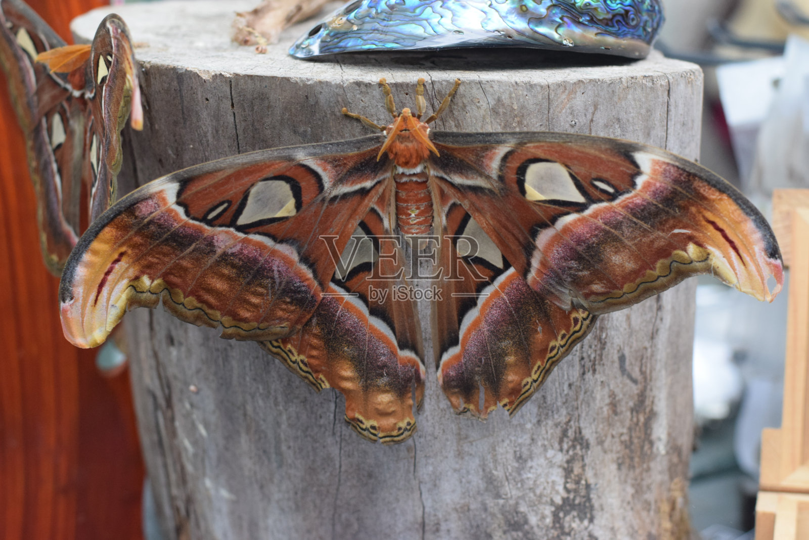 近距离的蝴蝶照片摄影图片
