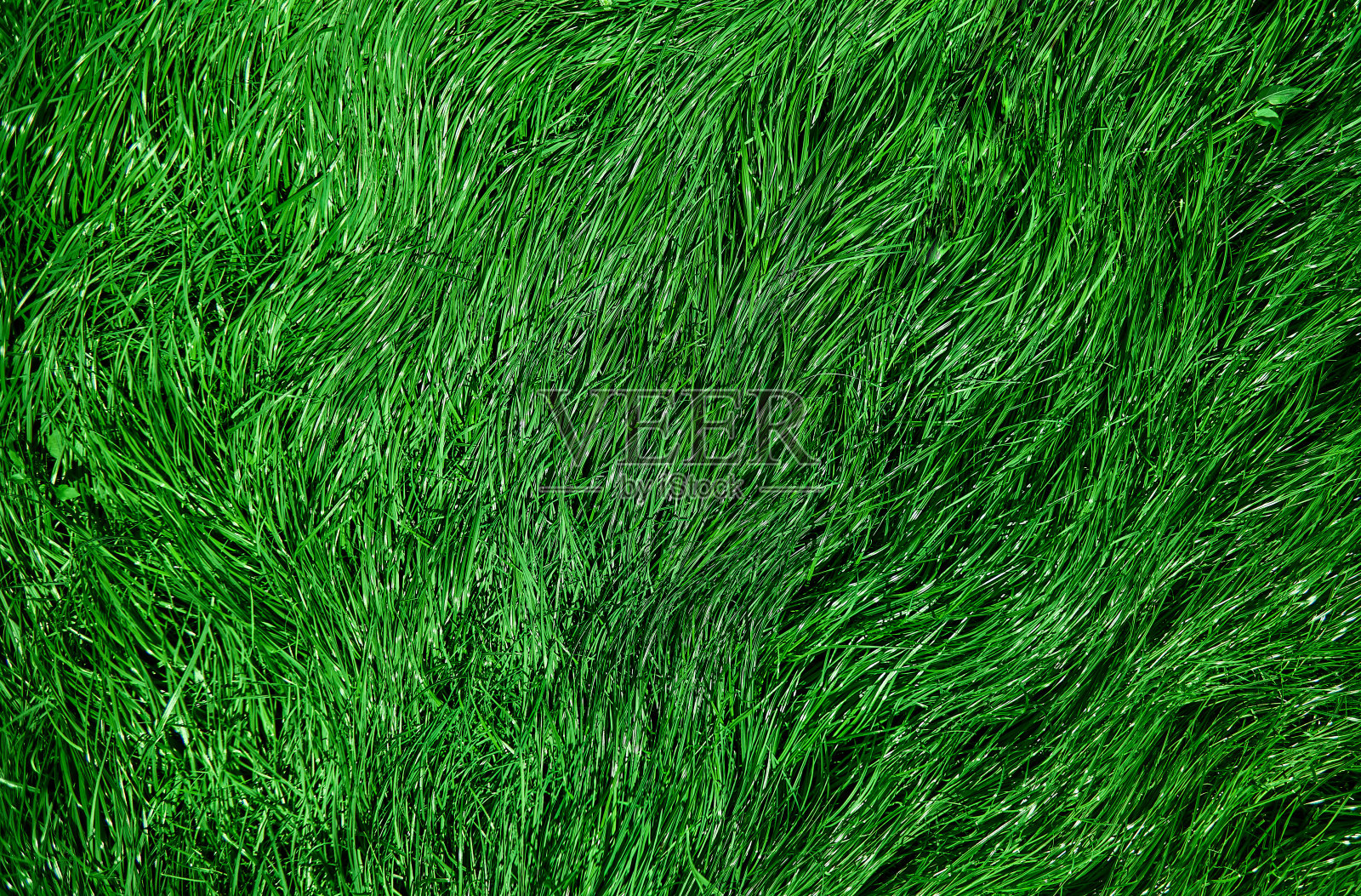 草地牧场或草地上的青草照片摄影图片