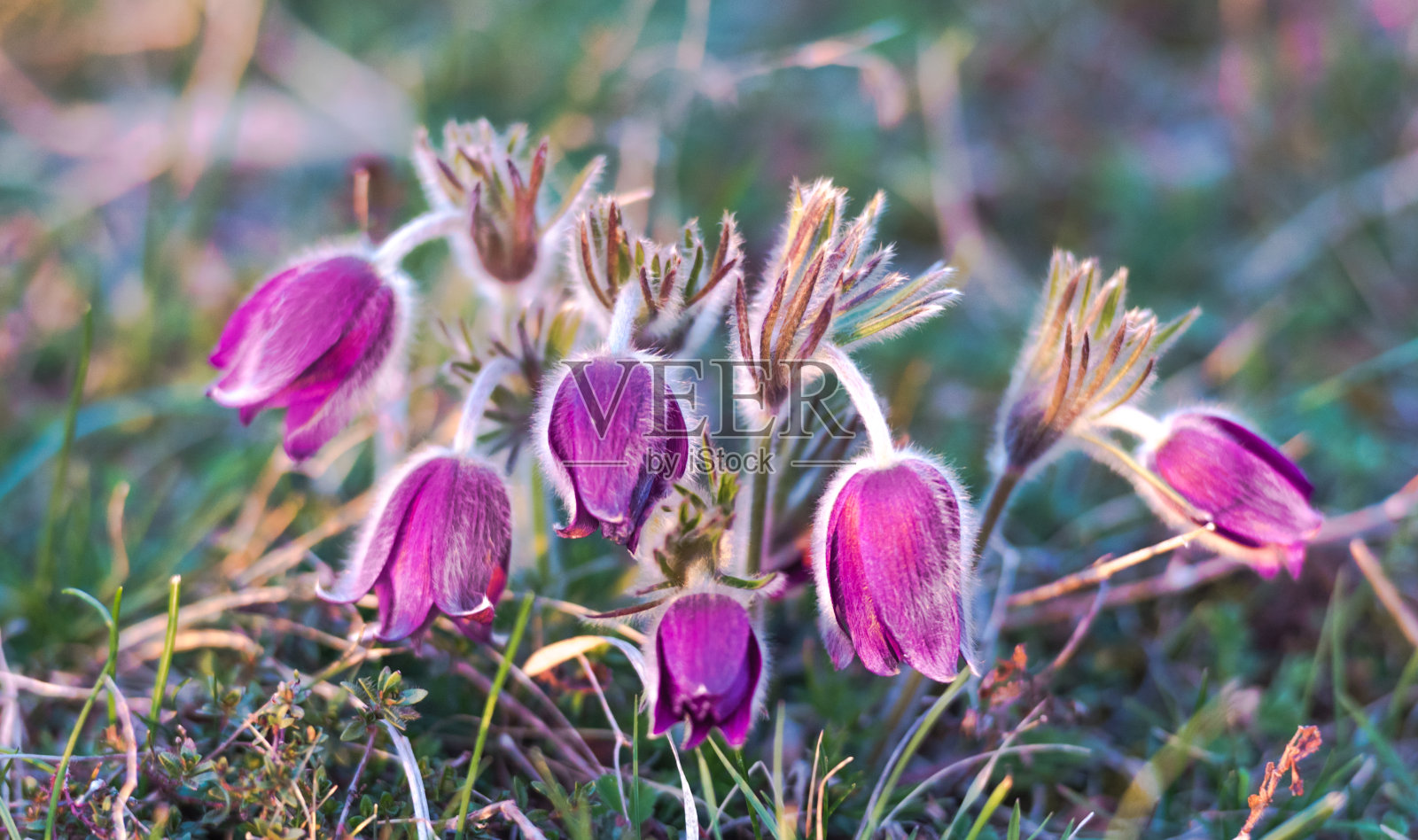 白头翁花照片摄影图片
