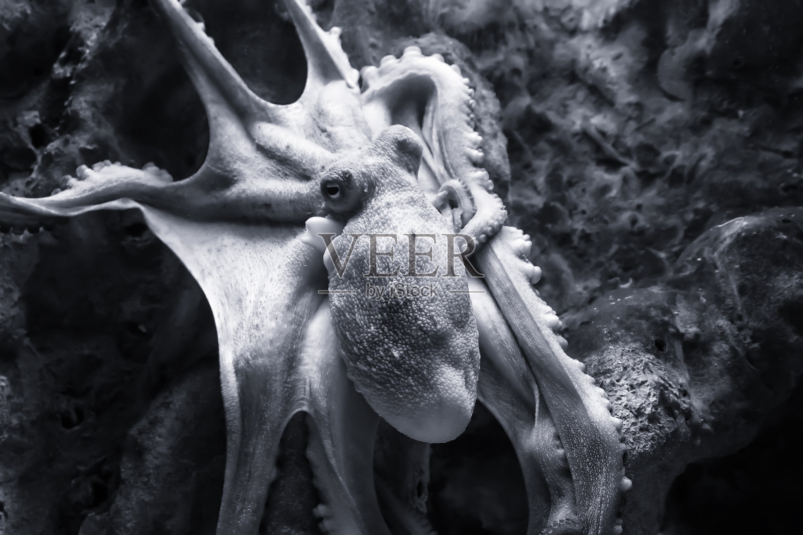 黑白章鱼水下特写肖像细节捕猎的岩石照片摄影图片