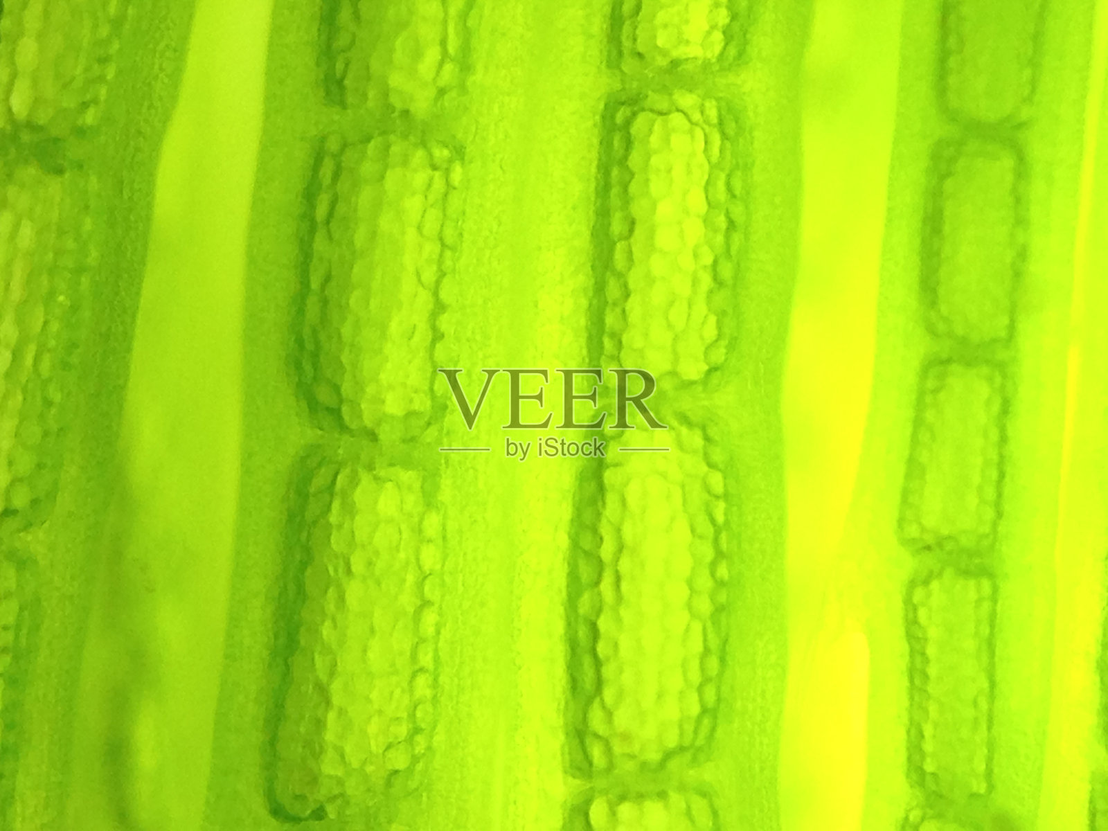 美丽的微生物藻类细胞照片摄影图片