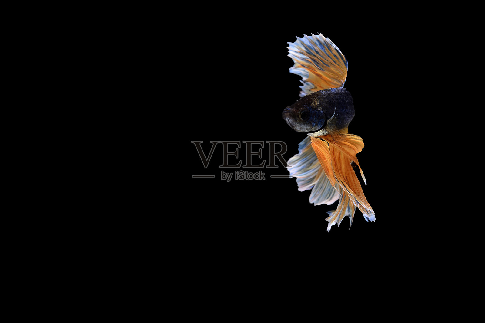 暹罗斗鱼照片摄影图片