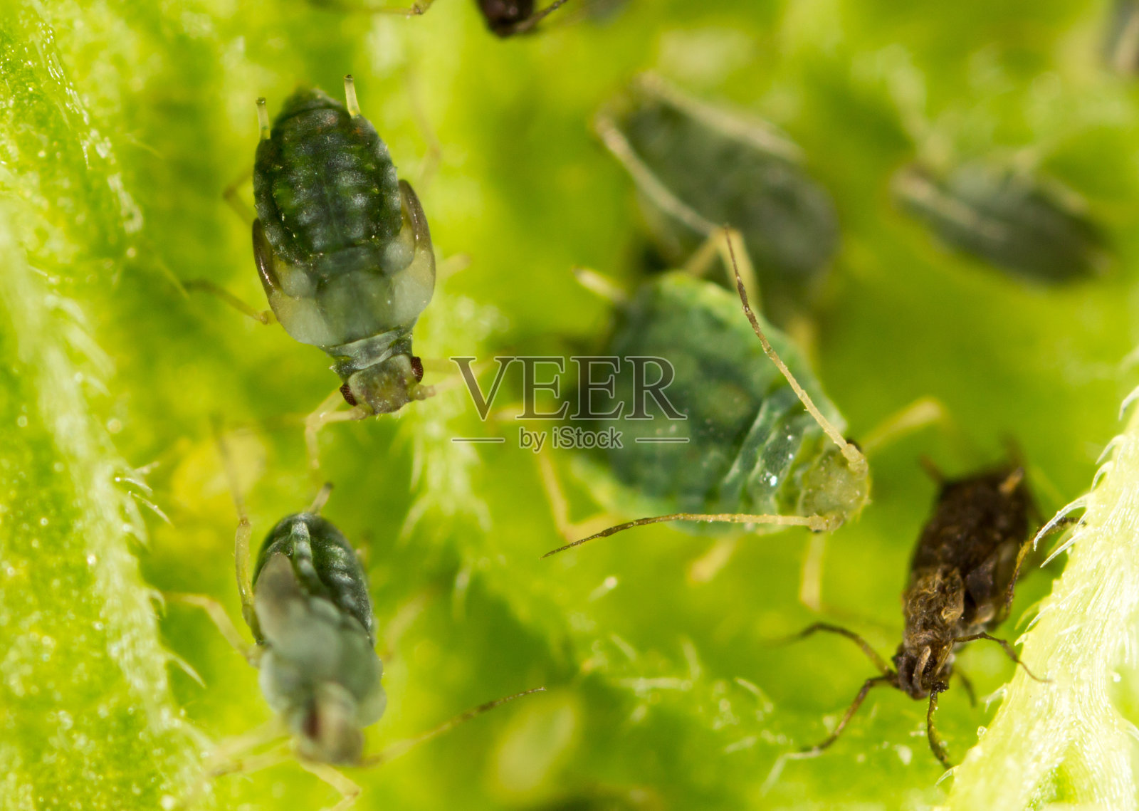自然界绿叶上的蚜虫照片摄影图片