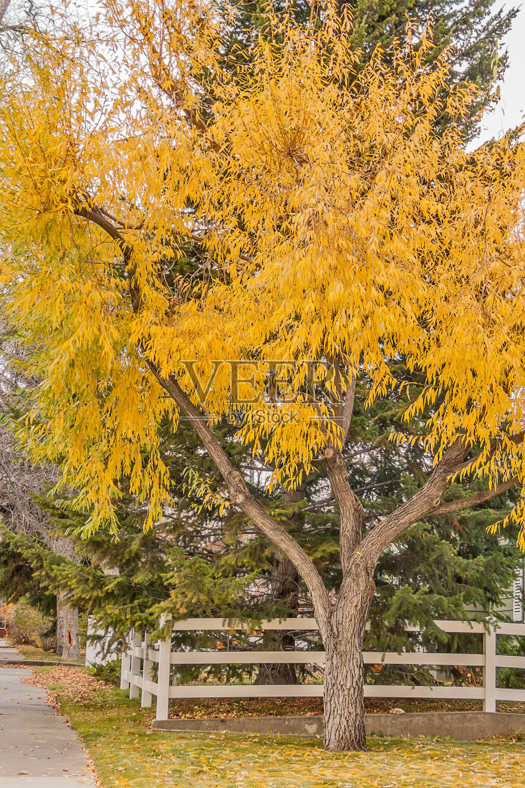倒下的树和篱笆照片摄影图片