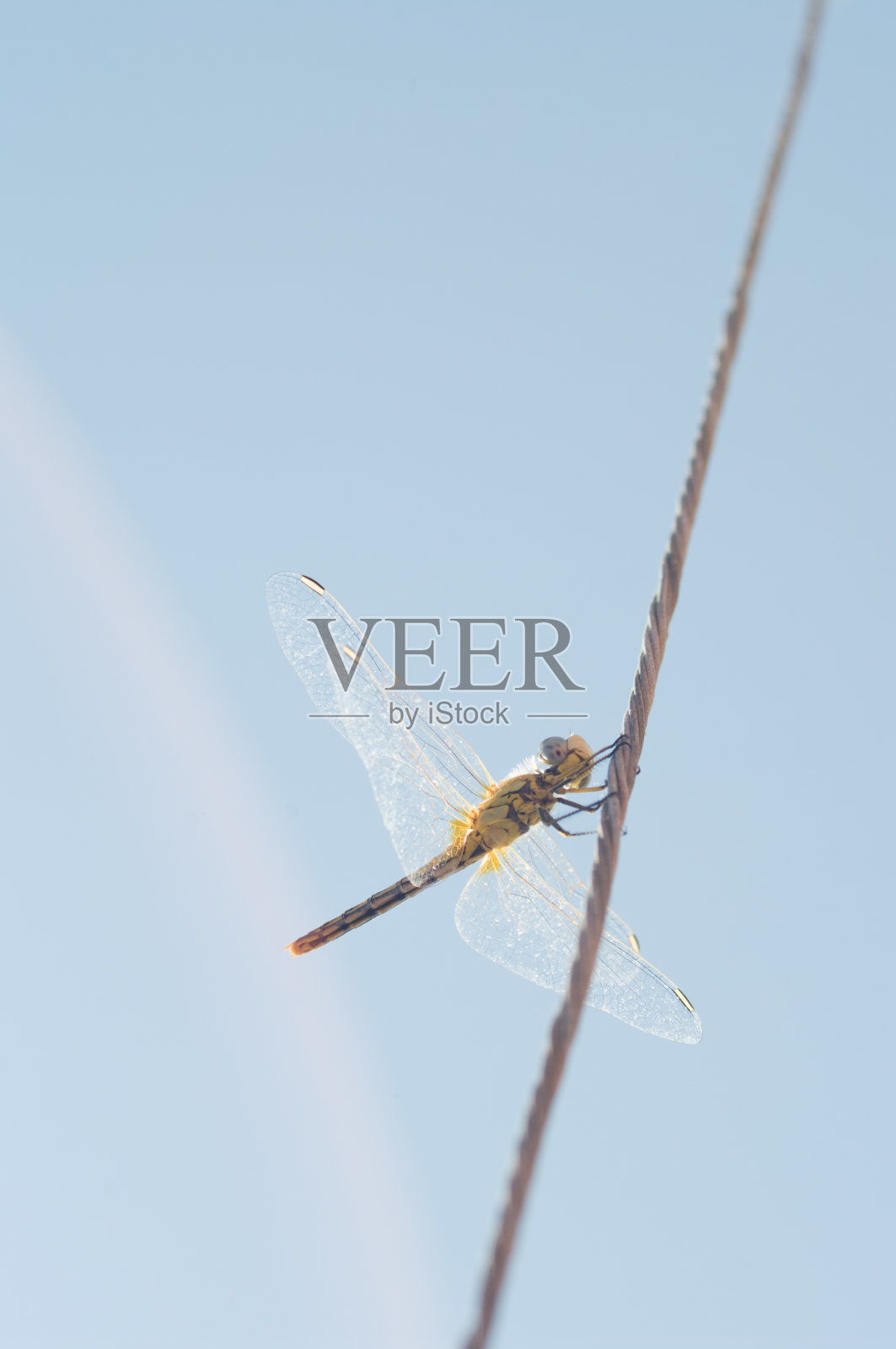 电线上的蜻蜓照片摄影图片