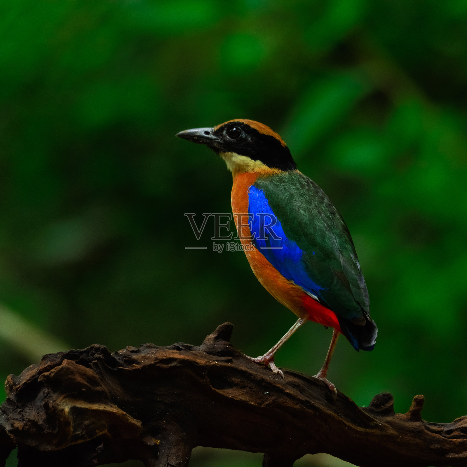 蓝翼皮塔(皮塔莫卢肯西斯)。照片摄影图片