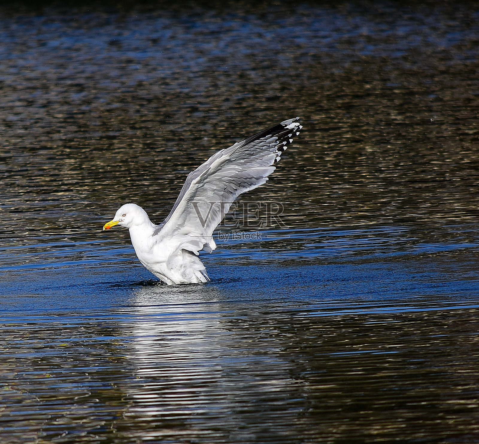 海鸥落在水面上照片摄影图片