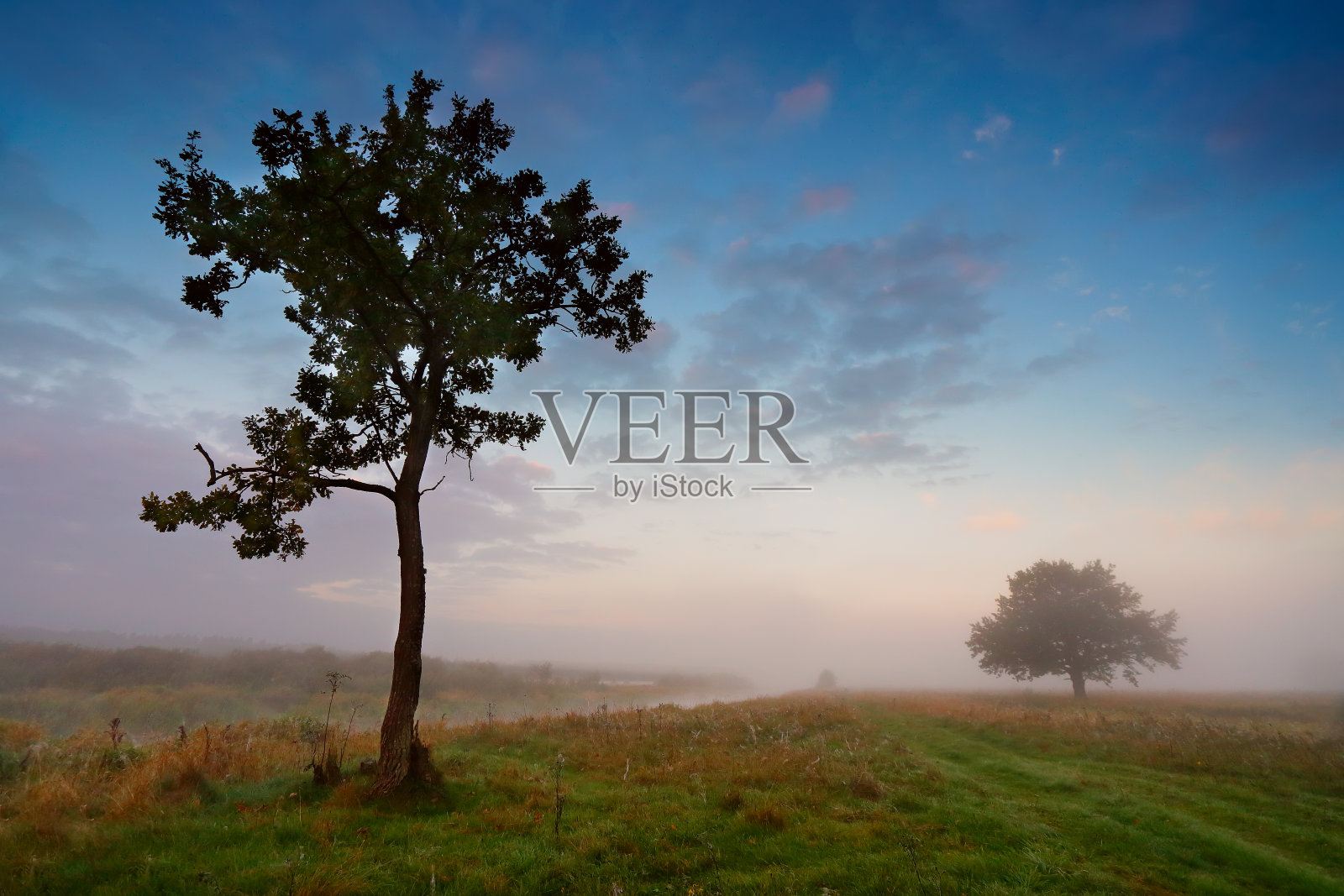 河上雾蒙蒙的早晨。绿色草地上孤独的树木照片摄影图片