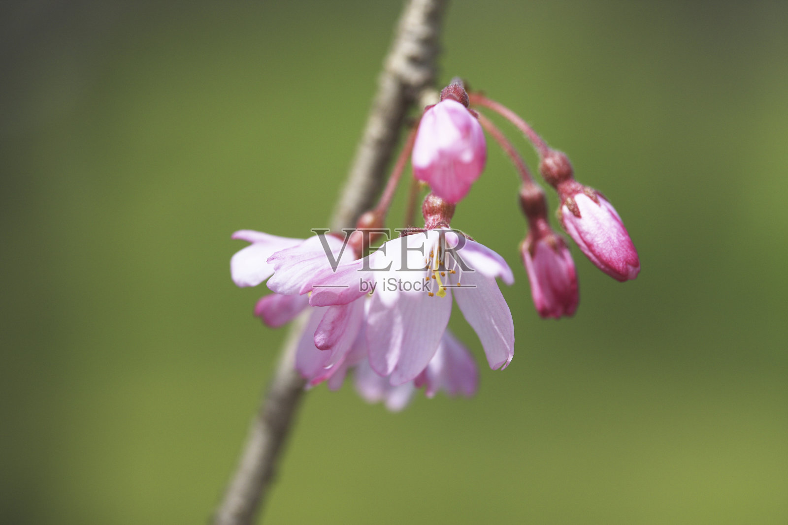 哭泣的樱桃照片摄影图片
