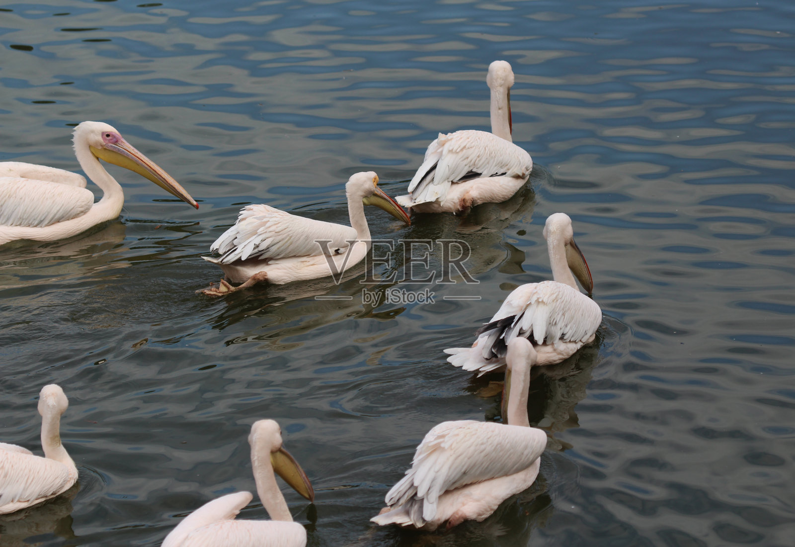 大白鹈鹕(pelelecanus onocrotalus)照片摄影图片