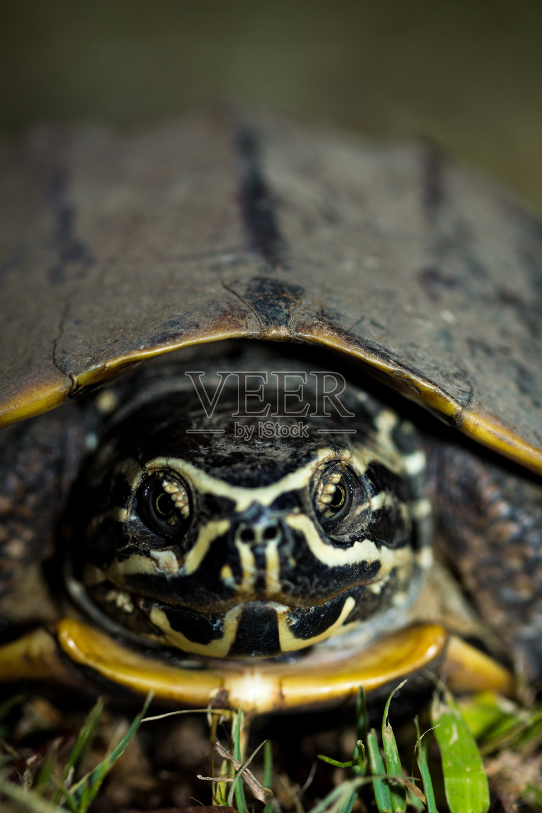 Snail-eating龟。照片摄影图片