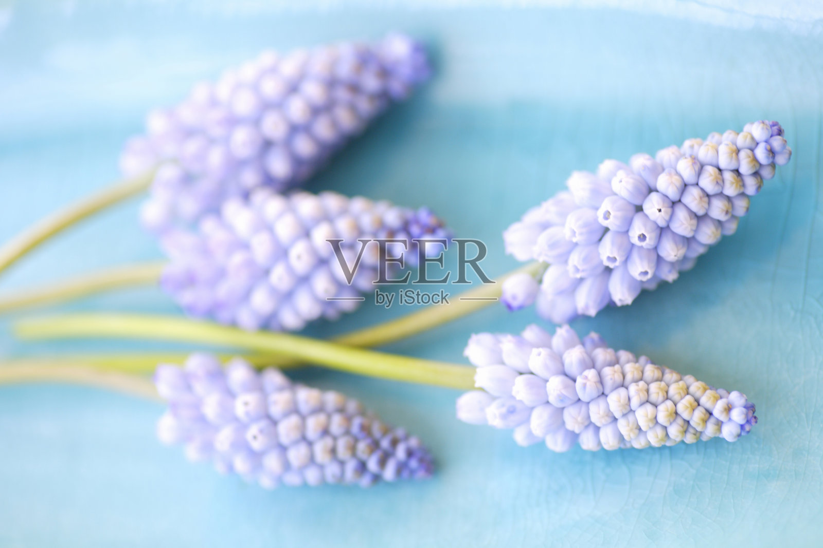 桌子上紫色花朵的特写镜头照片摄影图片