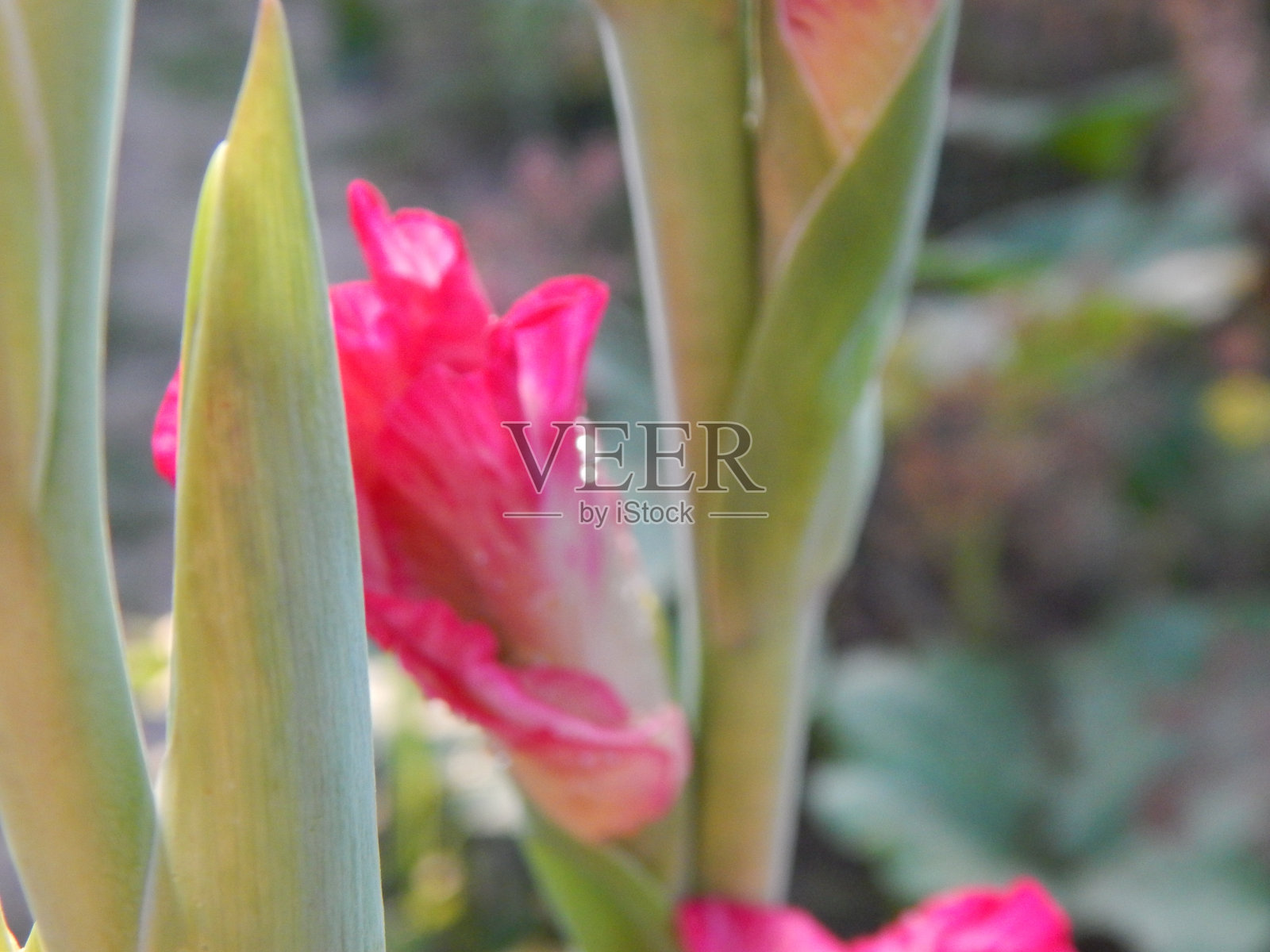 插花花园里的花墙纸照片摄影图片
