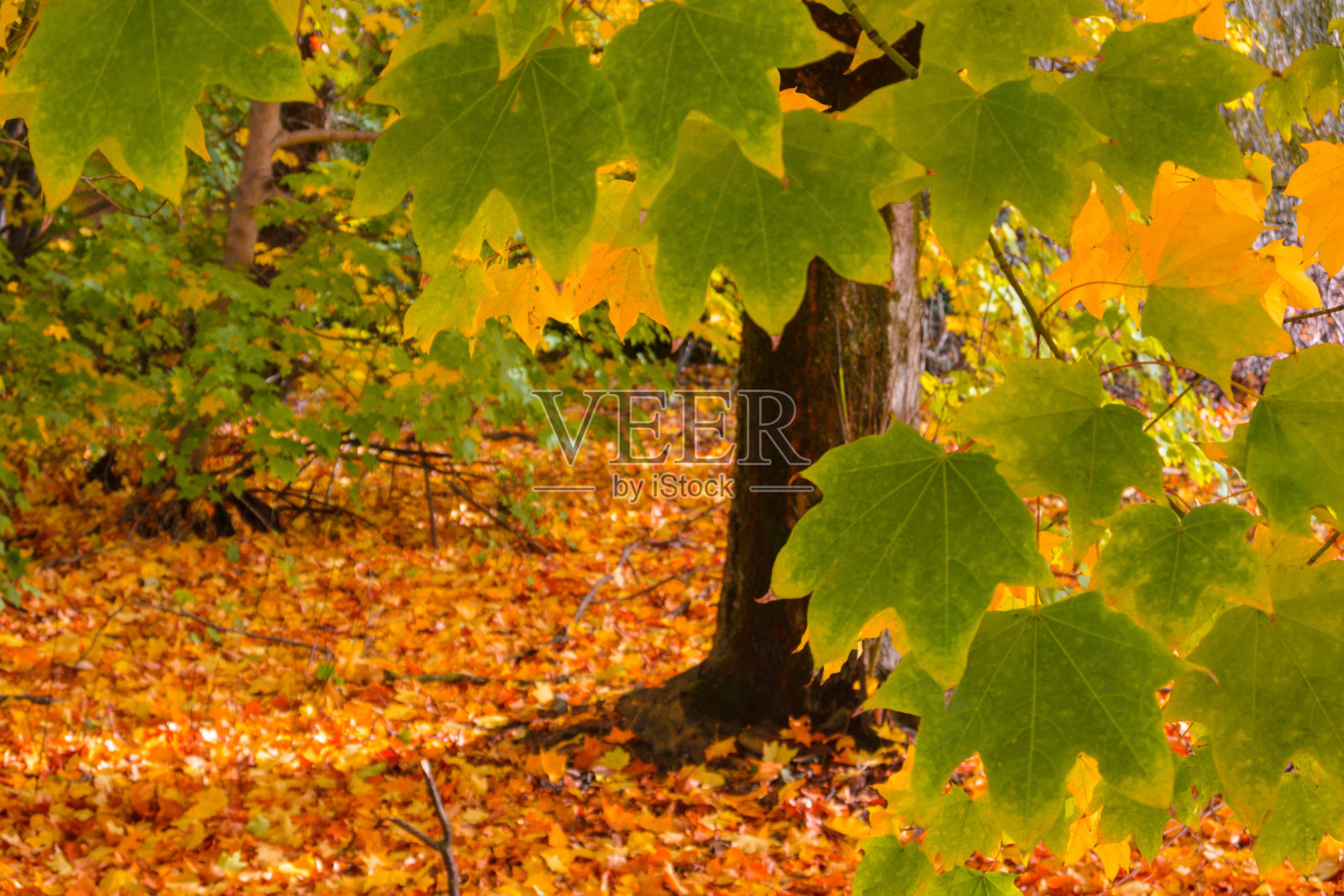 秋天的落叶照片摄影图片