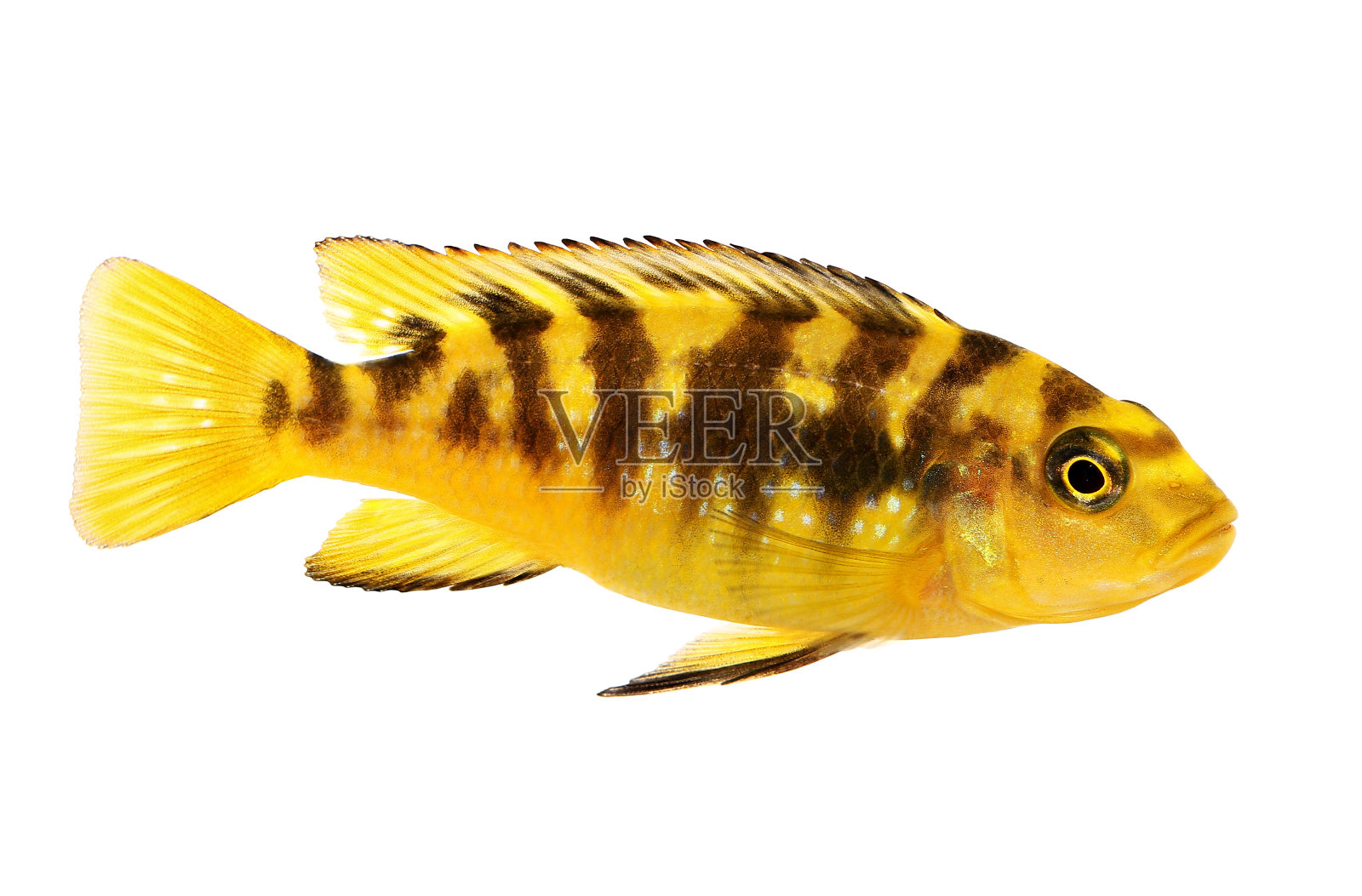 大黄蜂慈鲷科拟养蟹属热带水族鱼类照片摄影图片