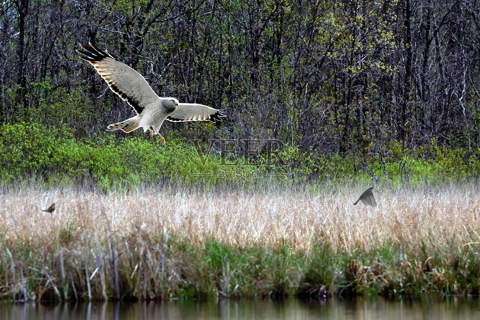 捕食者正在觅食照片摄影图片