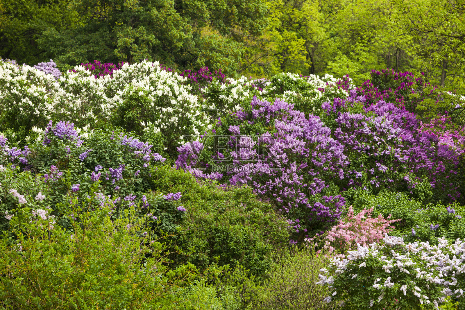 淡紫色的花照片摄影图片