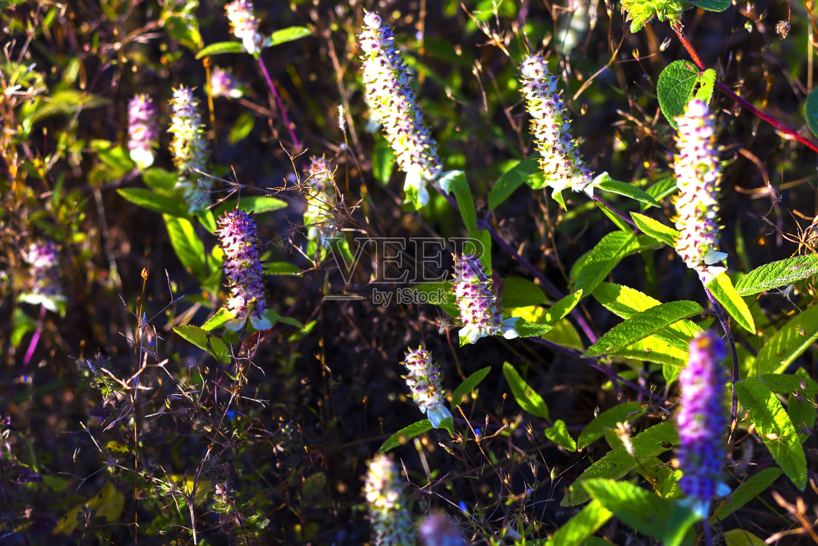 帕特。LAMIACEAE之花照片摄影图片