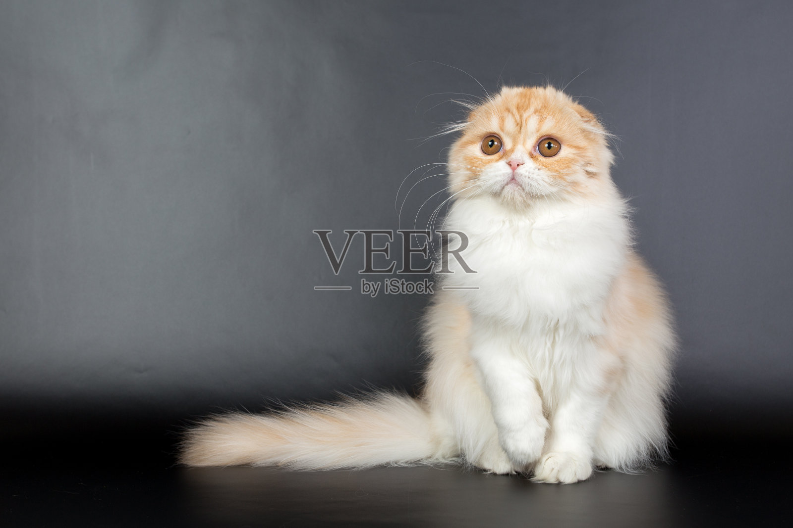 折叠长毛姜猫在一个黑色的背景,工作室照片照片摄影图片