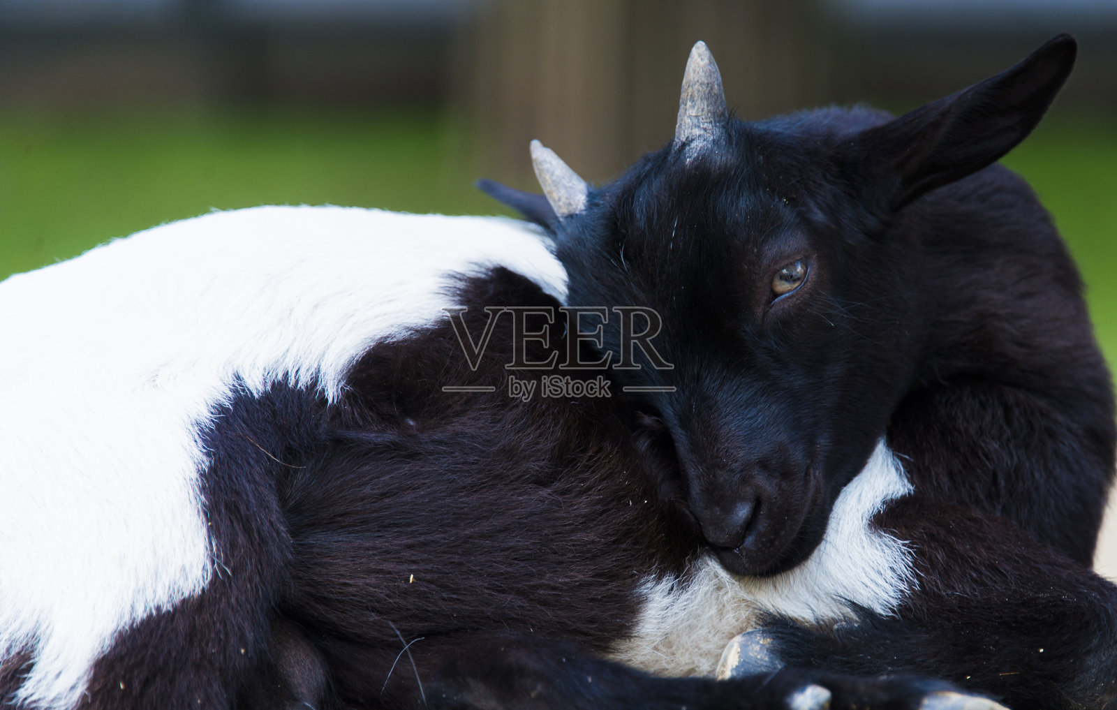 山羊照片摄影图片