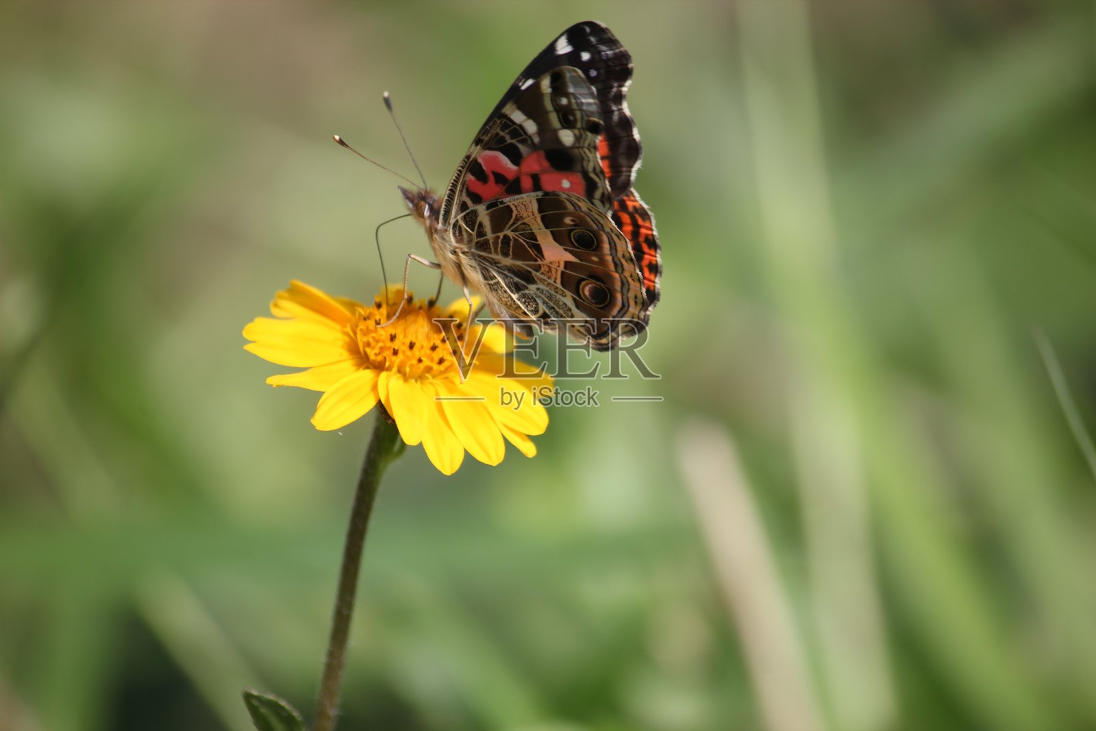 蝴蝶与花,巴西彩绘淑女蝴蝶照片摄影图片