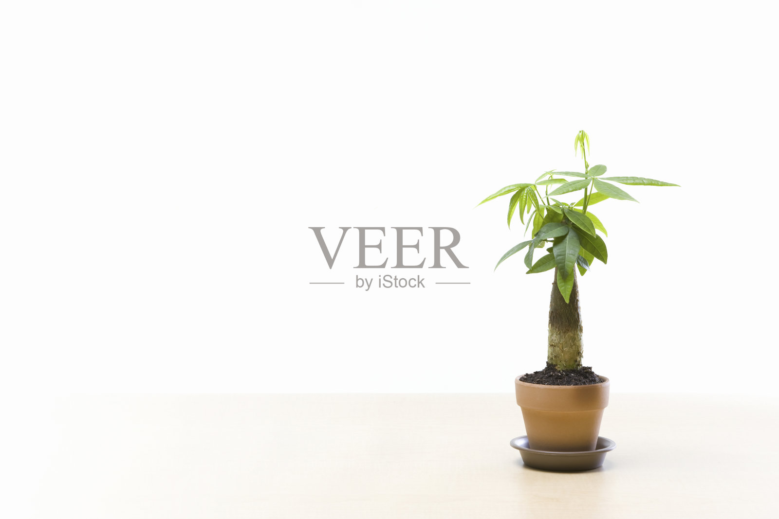 回波图像照片摄影图片