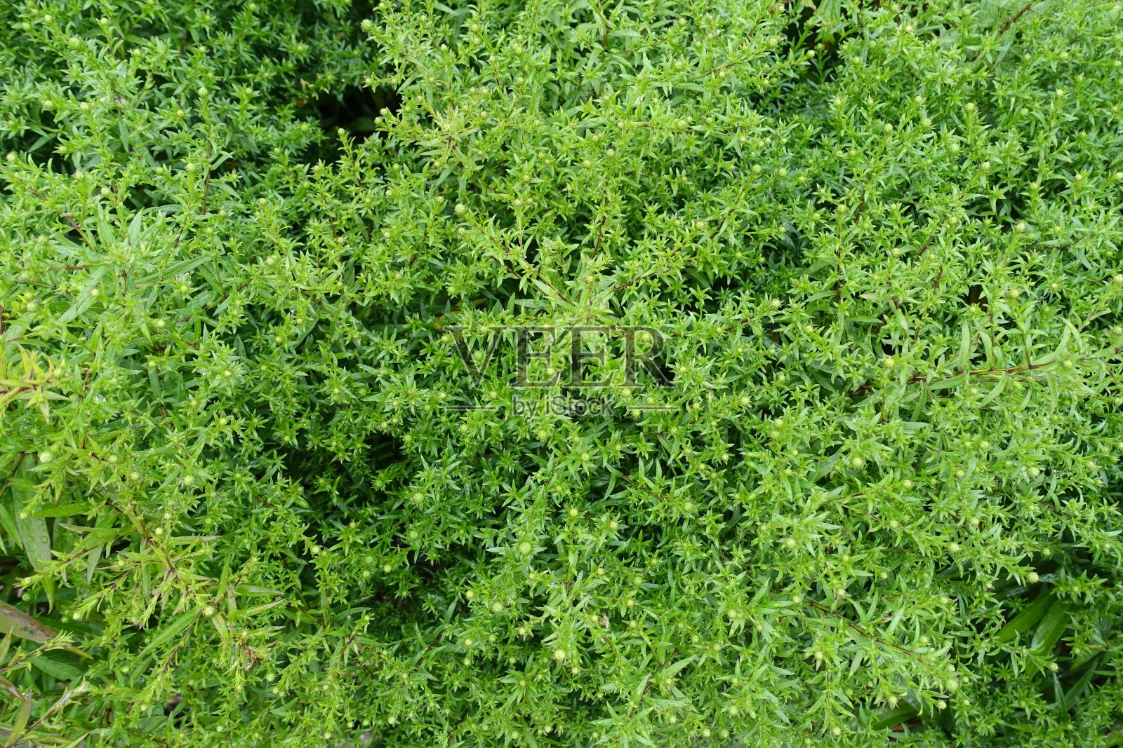 绿色植物叶片背景照片摄影图片