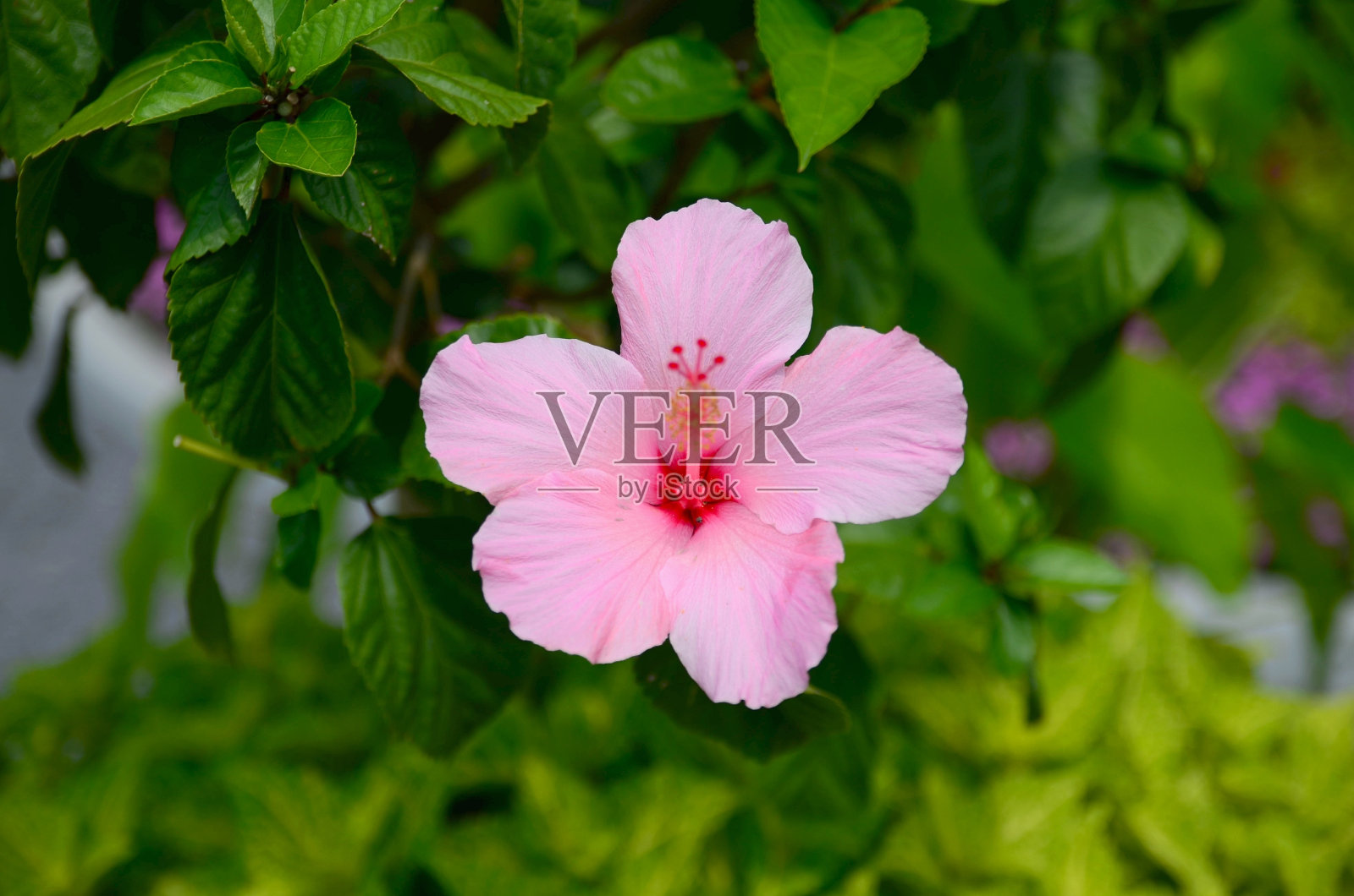 粉色的芙蓉照片摄影图片