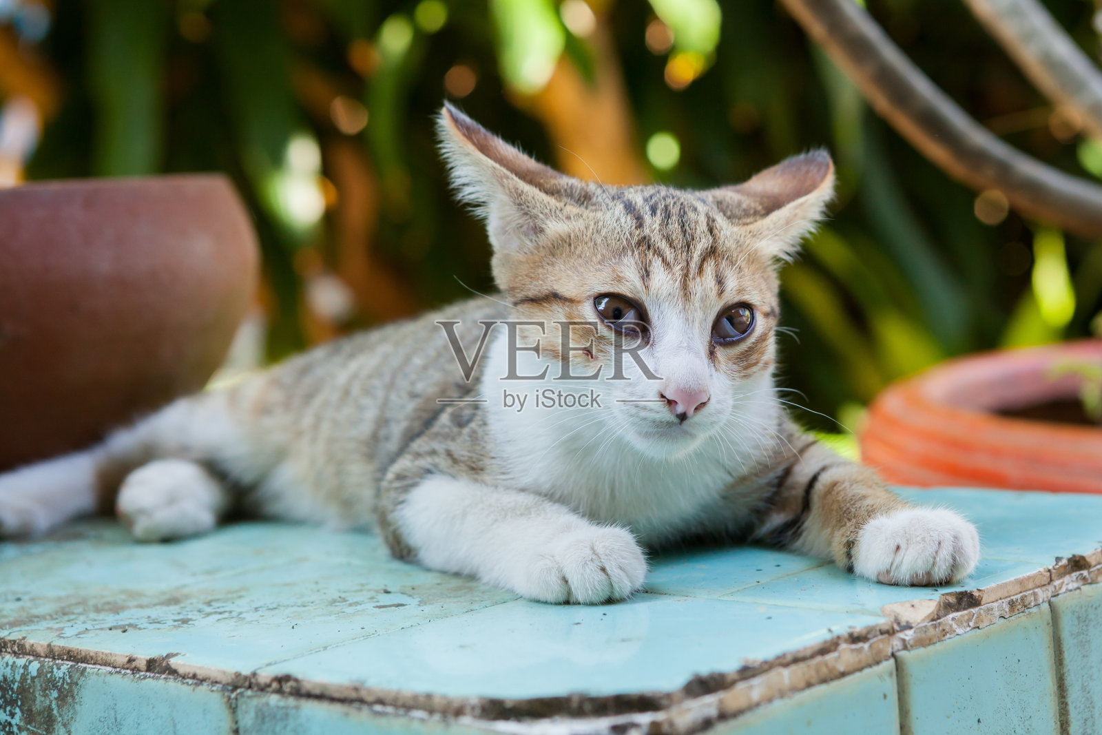 那只猫躺在家门口照片摄影图片