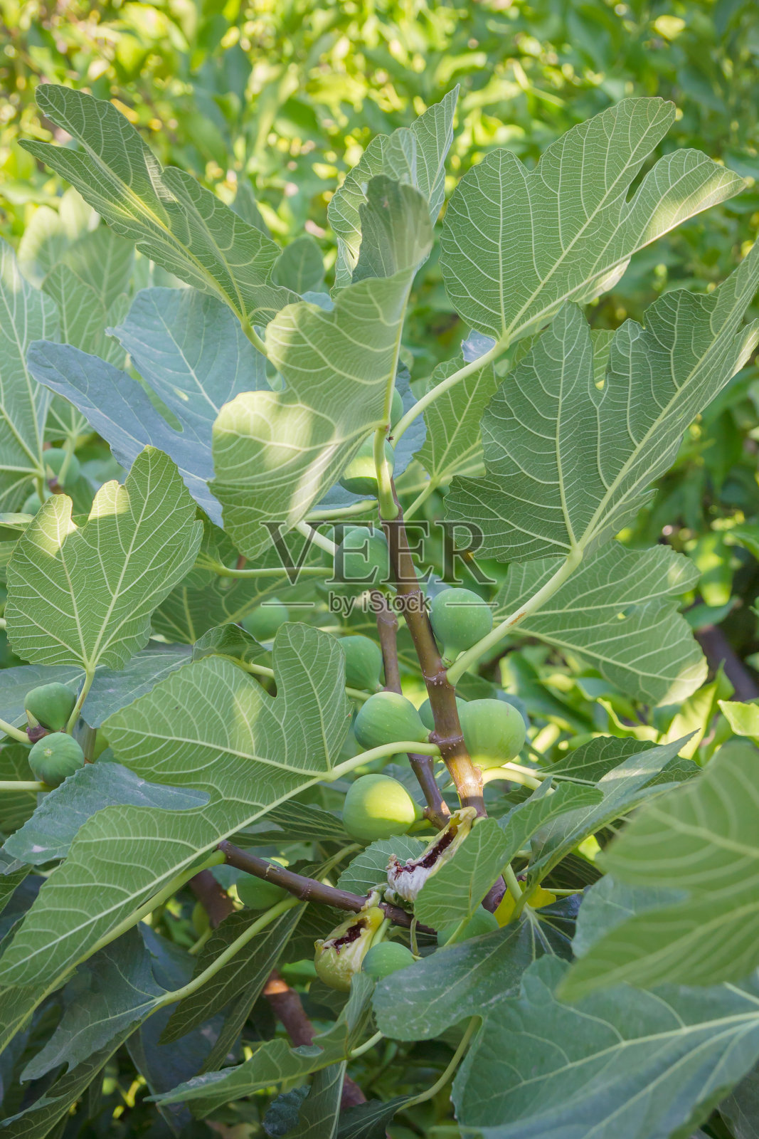 阳光明媚的夏日,树上的成熟无花果照片摄影图片