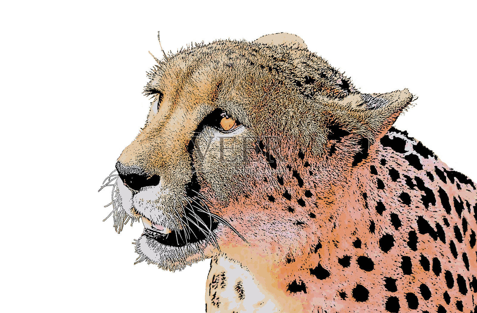 卡通形象的猎豹抬头插画图片素材