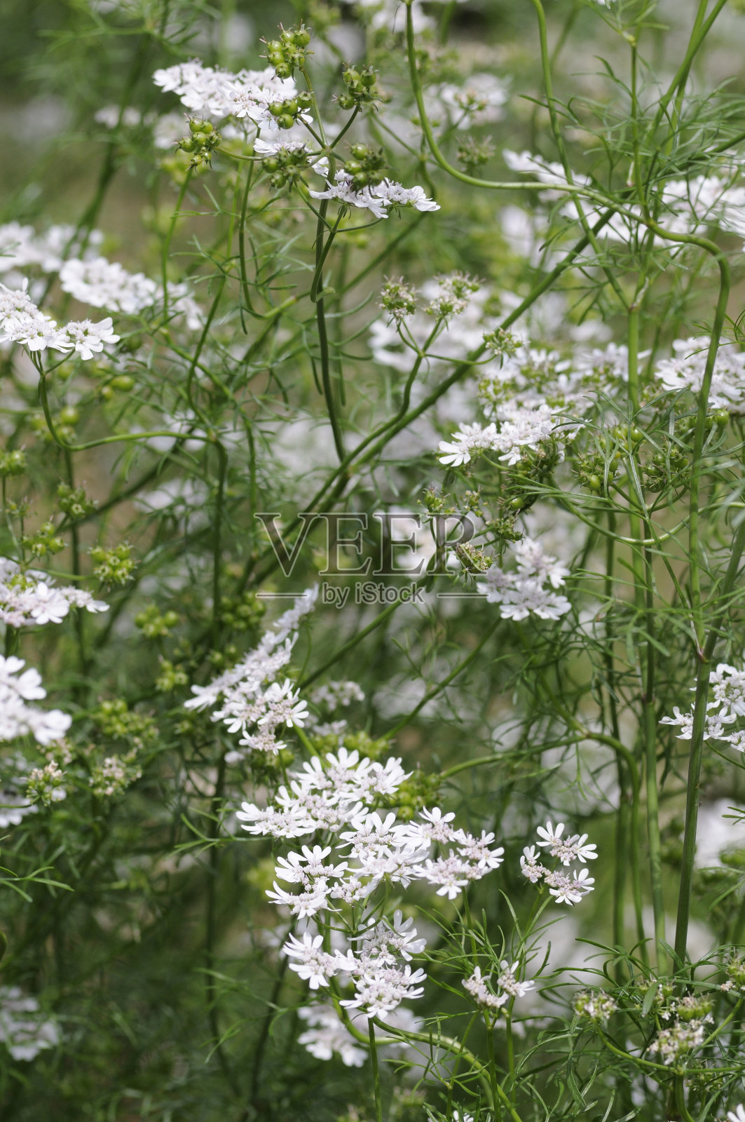 鲜花和植物照片摄影图片
