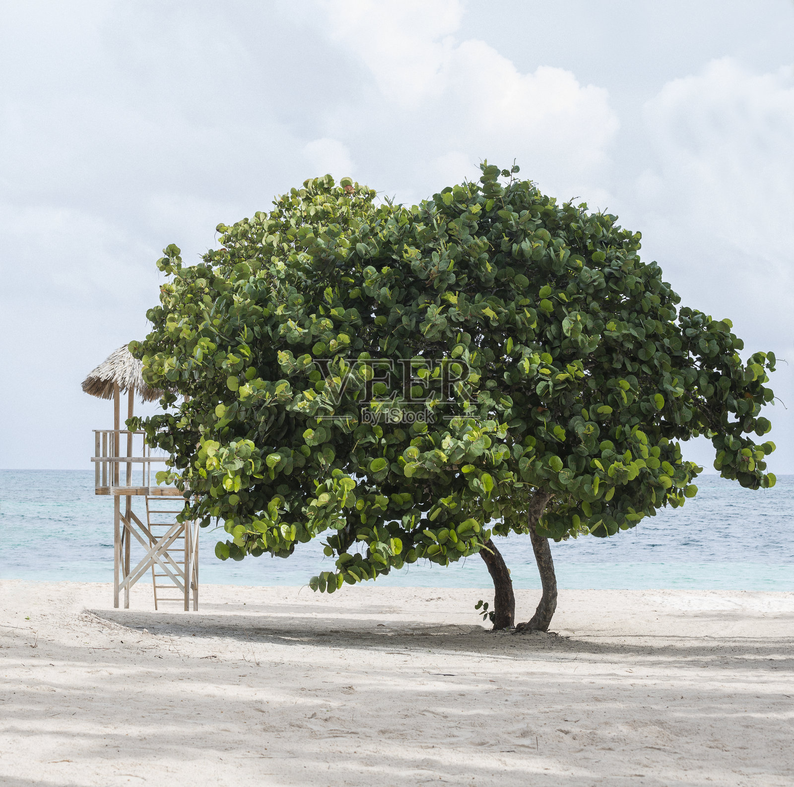 加勒比海海滩绿松石的水,白云和树照片摄影图片