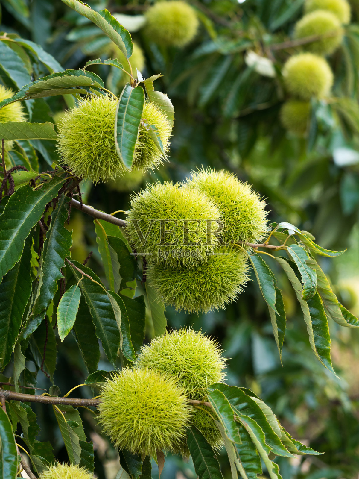 栗领域照片摄影图片