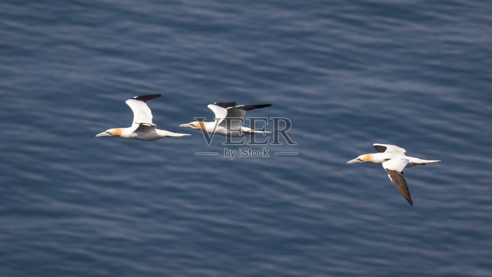 塘鹅在飞行中照片摄影图片