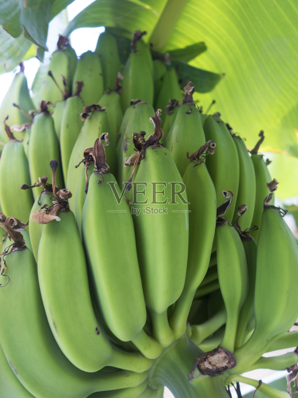 树上挂着一串成熟的香蕉照片摄影图片