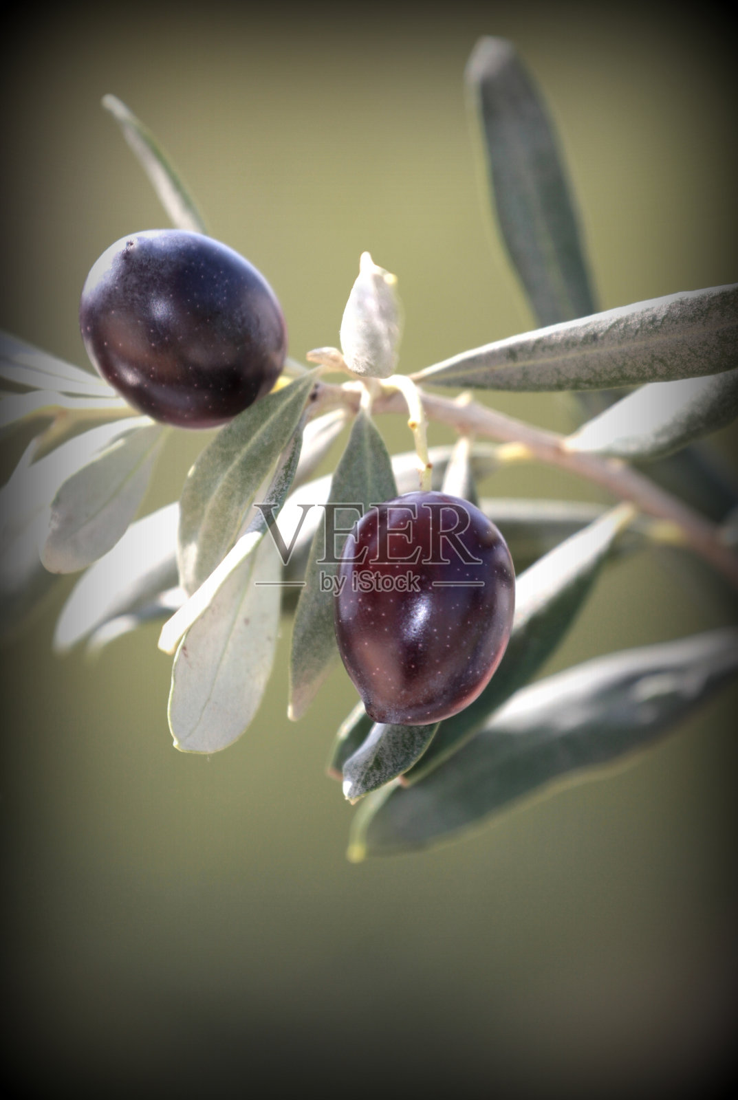 橄榄照片摄影图片