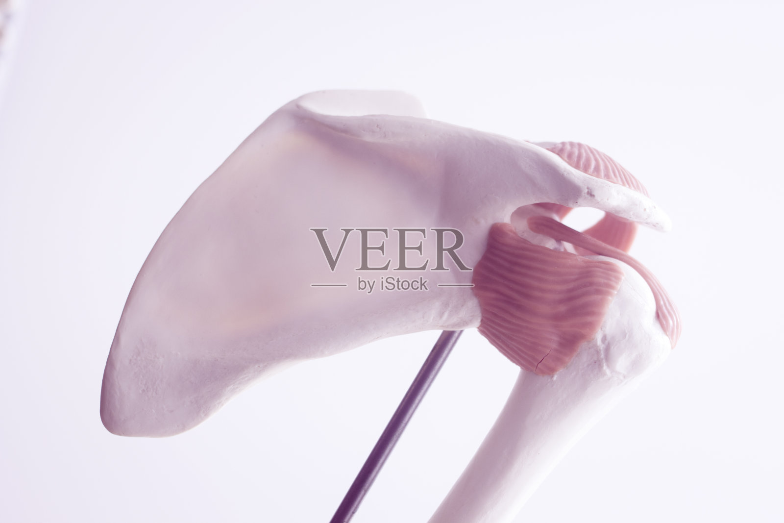 人体肩关节医学教学模型显示骨骼、韧带、肌腱和软骨。照片摄影图片