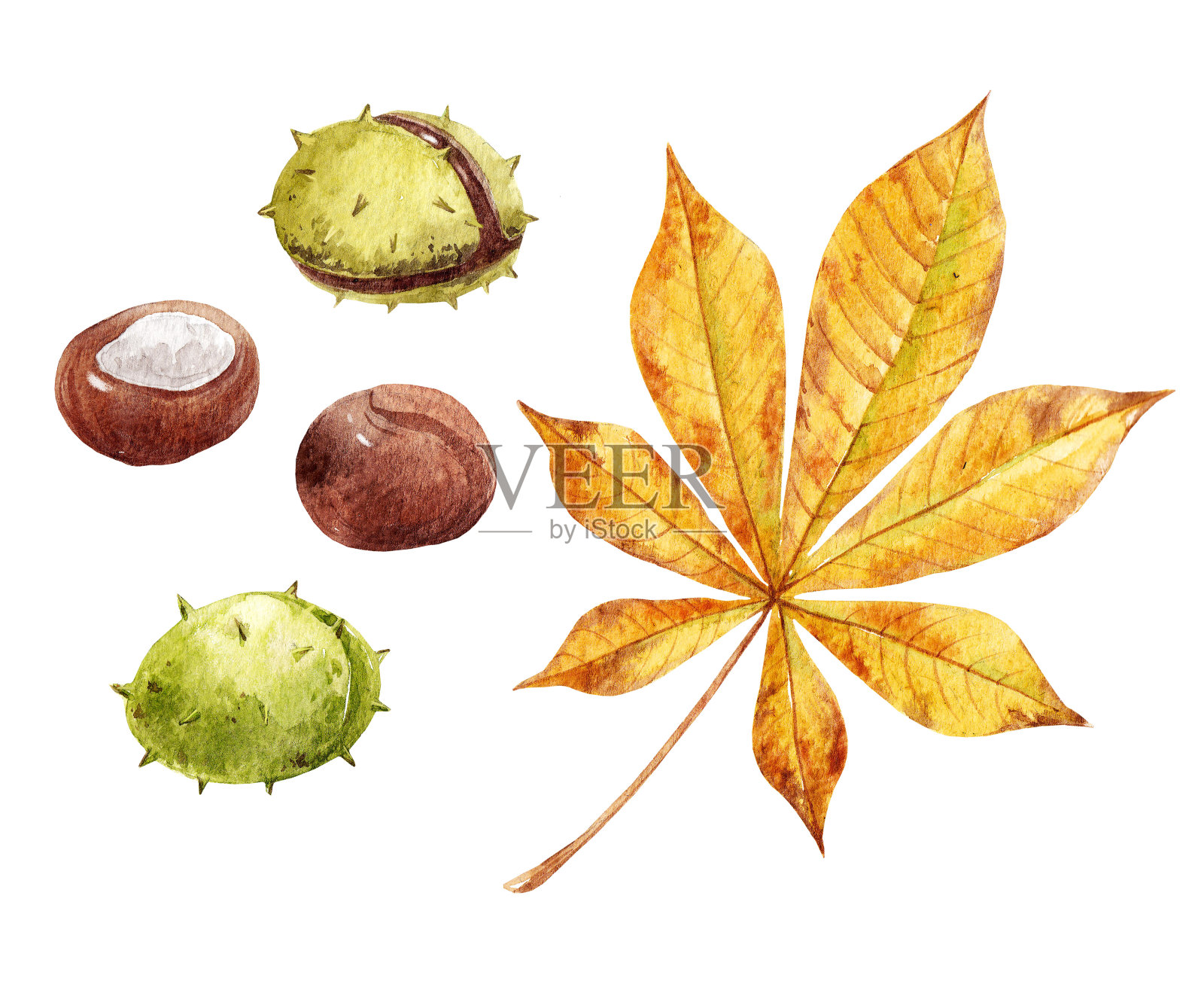 水彩秋叶集插画图片素材