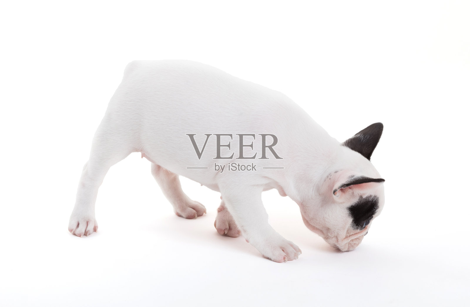 法国小牛头犬,孤立照片摄影图片