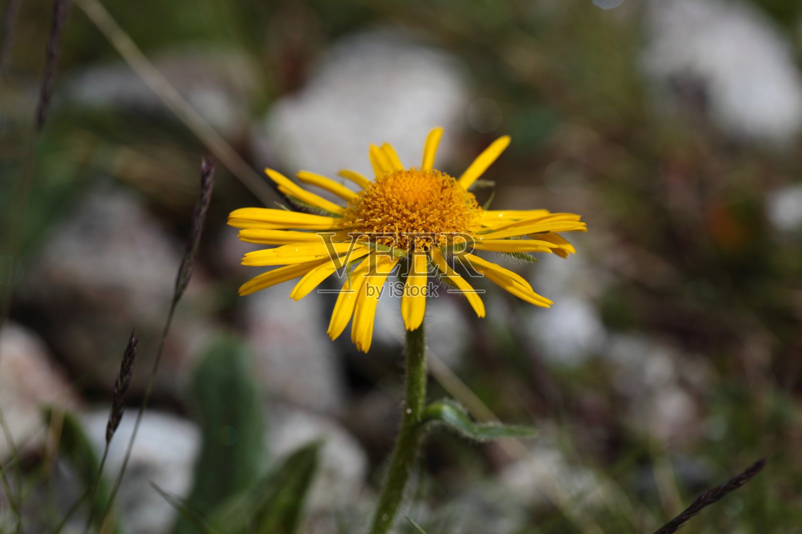 豹子祸害花照片摄影图片