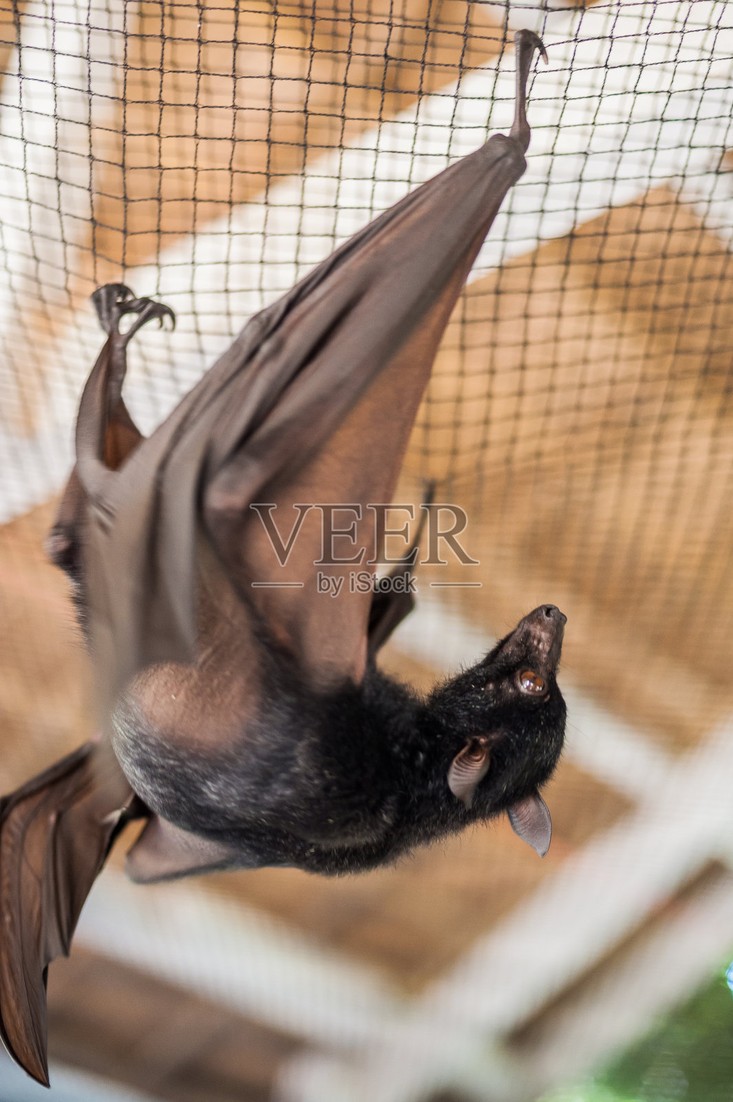 飞狐从天花板上垂下来照片摄影图片