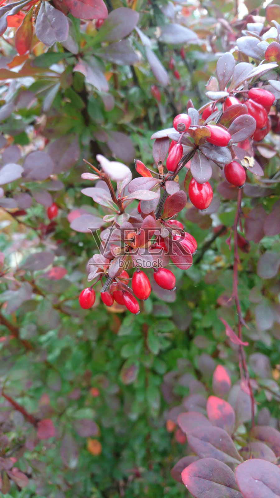 有红浆果的灌木照片摄影图片