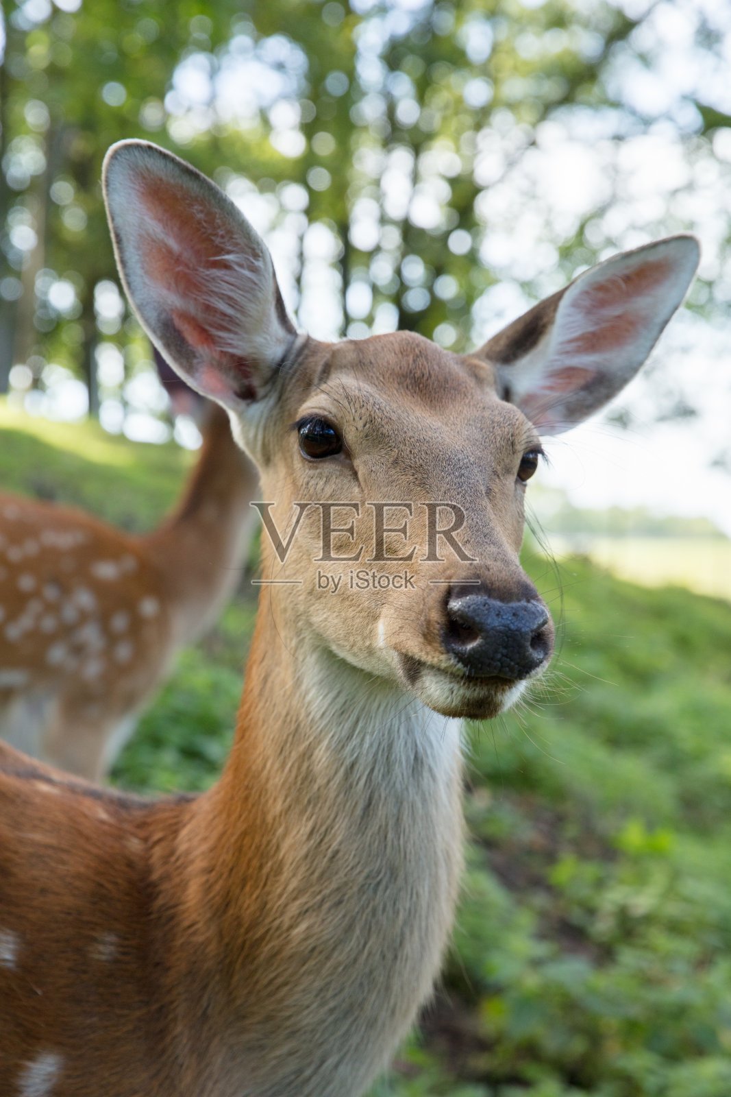 鹿照片摄影图片