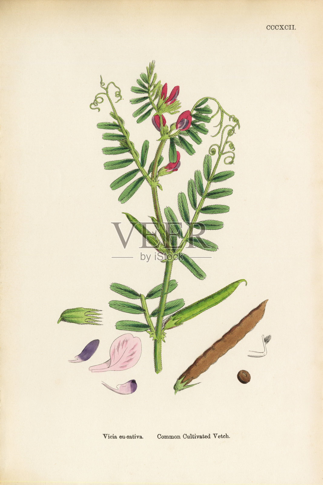 普通栽培的野豌豆,紫薇,维多利亚植物学插图,1863年插画图片素材