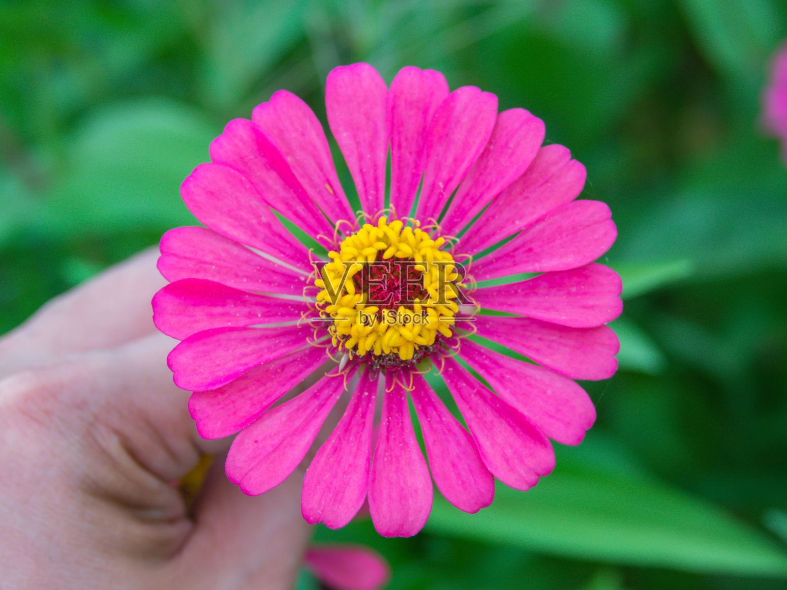 早晨,手握百日elegans照片摄影图片