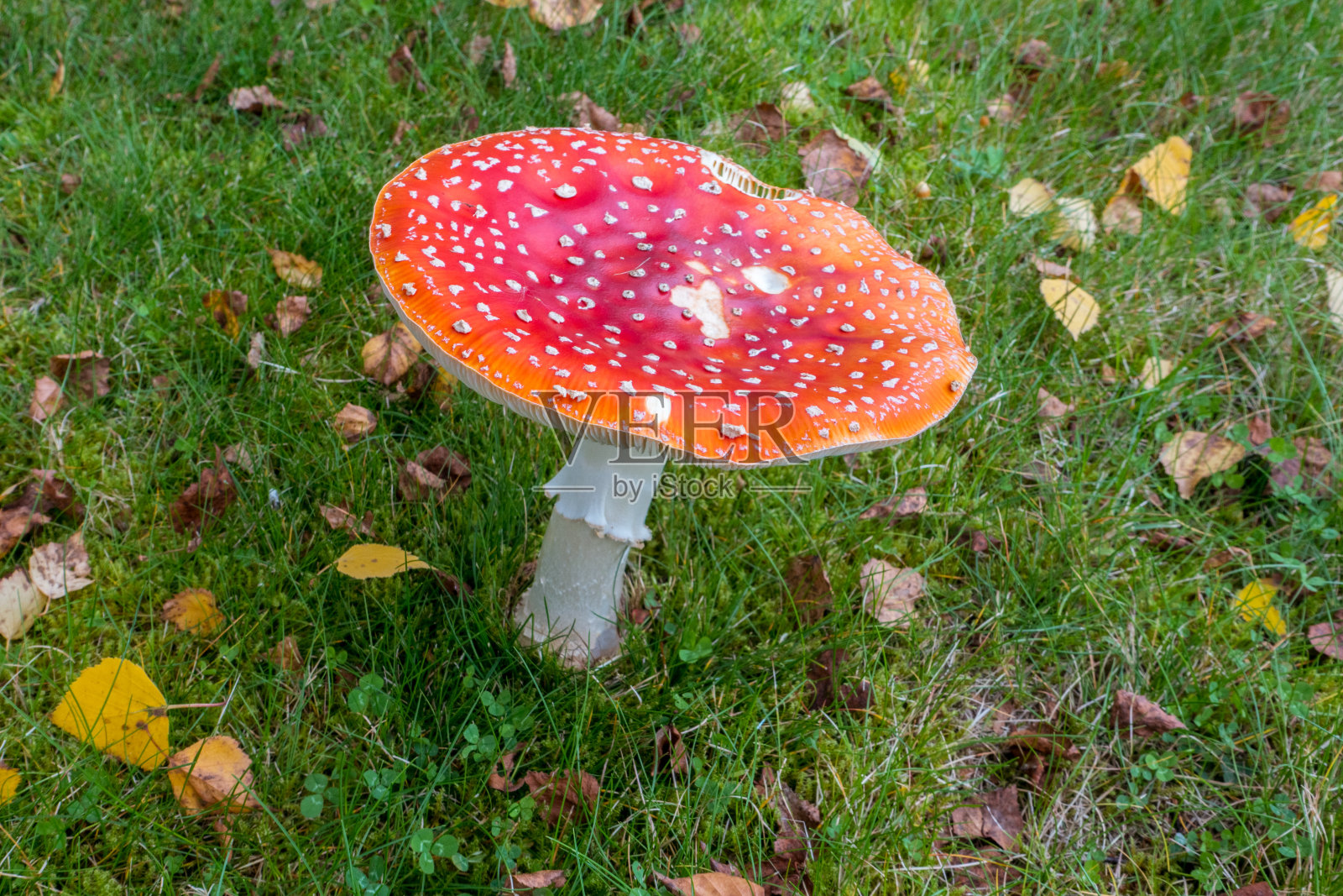 飞安妮塔照片摄影图片