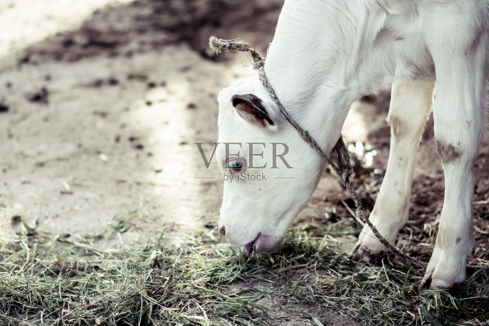 牛照片摄影图片